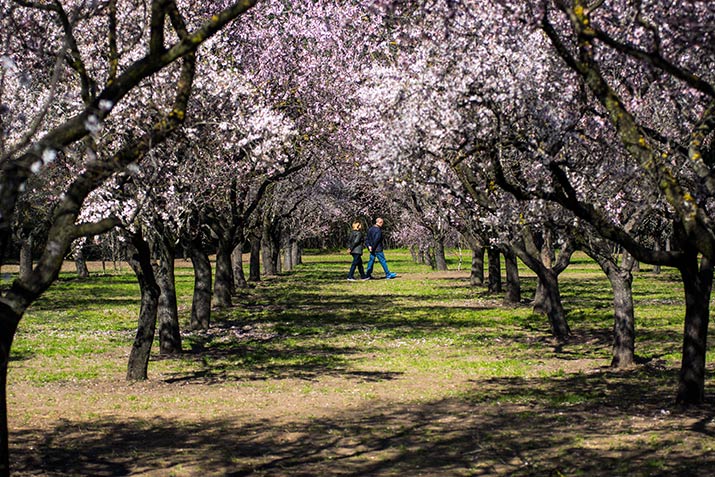 Almendros en flor en la Quinta de los Molinos de Madrid