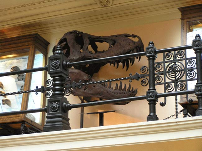 Réplica a tamaño real del cráneo de Tyrannosaurus rex en el Museo Geominero