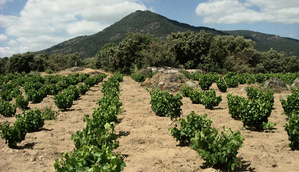 Bodegas Bernabeleva, una de las bodegas que producen los mejores vinos de Madrid